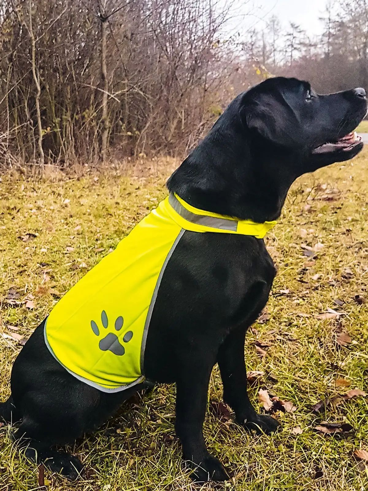 Korntex Safety Vest for Dogs - Korntex