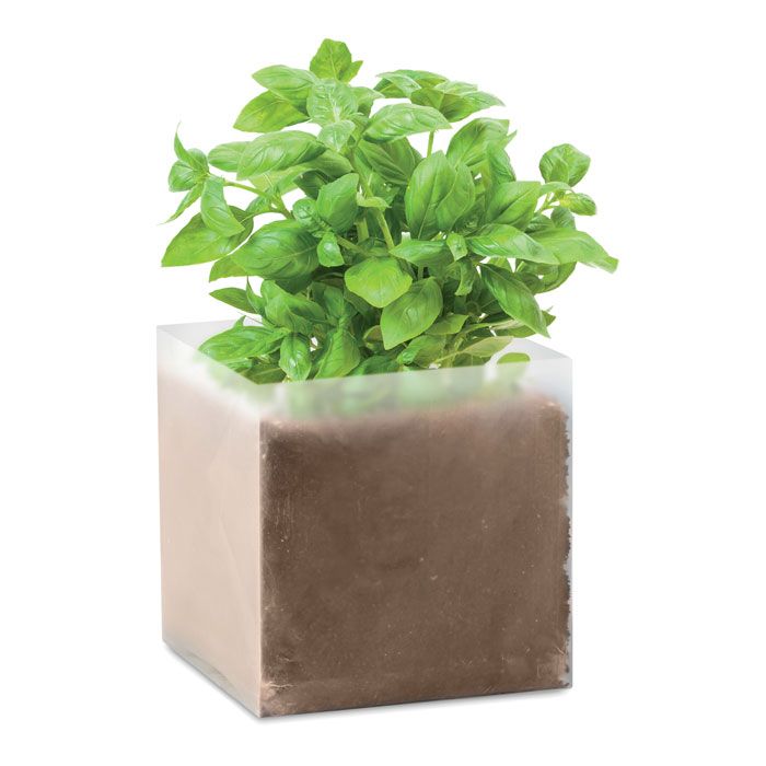 BASIL. Semi di basilico