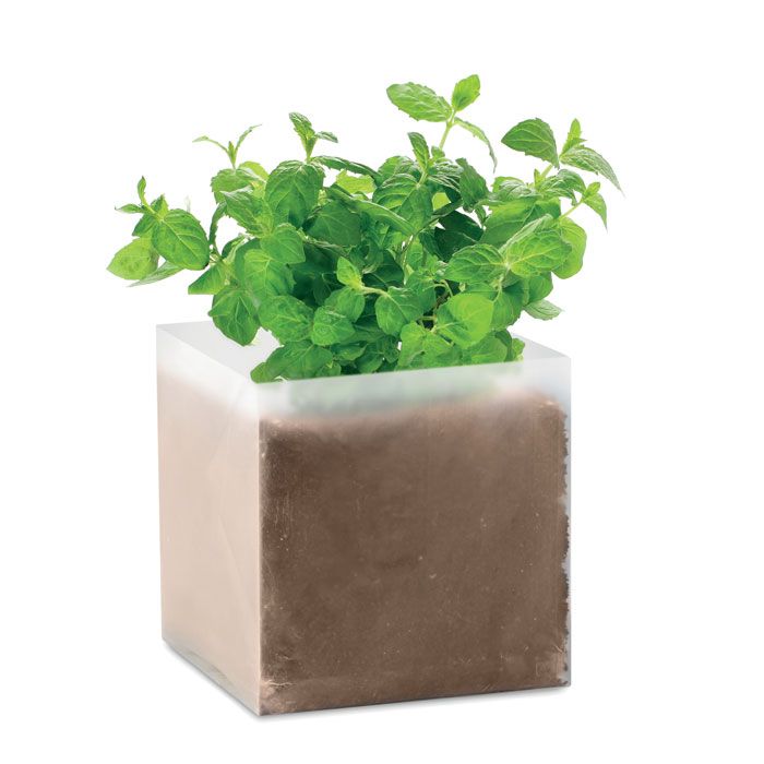 MINT. Semi di menta